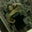 Diana Chavez's profile image