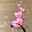 Aneri Dholakiya's profile image