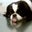 Stan Schwartz's profile image