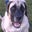 dave "baloo" yanke's profile image