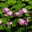 Julie Brittis's profile image