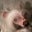 Rosemarie DeRobertis's profile image