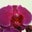 Roni Carpenter's profile image