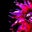 Kimmy Fleishman's profile image