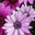 Kristie Bivins's profile image