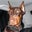 Joyce Shelton's profile image