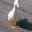 Phillip Townsend's profile image