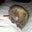 Karen Hastings's profile image