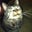 Alison Breene's profile image