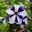 Shari Bleasdale's profile image