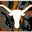Zab Sanchez's profile image