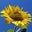 PC's profile image
