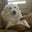 Salvo's profile image