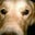 Doug Schuett's profile image