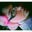 Nicole Worley's profile image