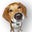 Beagle Dog's profile image