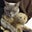Koryn Pickens's profile image