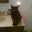 mackenzie wanatee's profile image