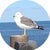 Wild Bird