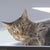 かえのん 