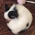 ゆうま たん