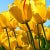 Nahla Matuory