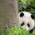 Toni Reed