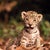 Tigercub  