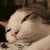 ともねこ 