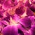 flowerdish 