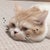 Heiward 