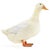 Fat Duck Li