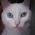 Lekar Kater