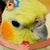 みんでん 
