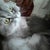mitis 