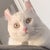 Mayuka Fuchigami