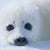 saitamatamachan 