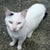 ねこむろ 