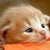 Liona K