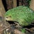 Kakapo 