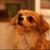 陽犬郎 