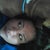 Jokie Tolentino