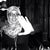 Asma Mamdouh