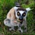 Lemur K
