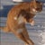 でかねこ 