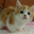Kats Mats