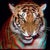 kenjim 