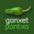 GanxetPantxo 