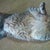Satoshi T