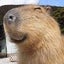 Capybara S.
